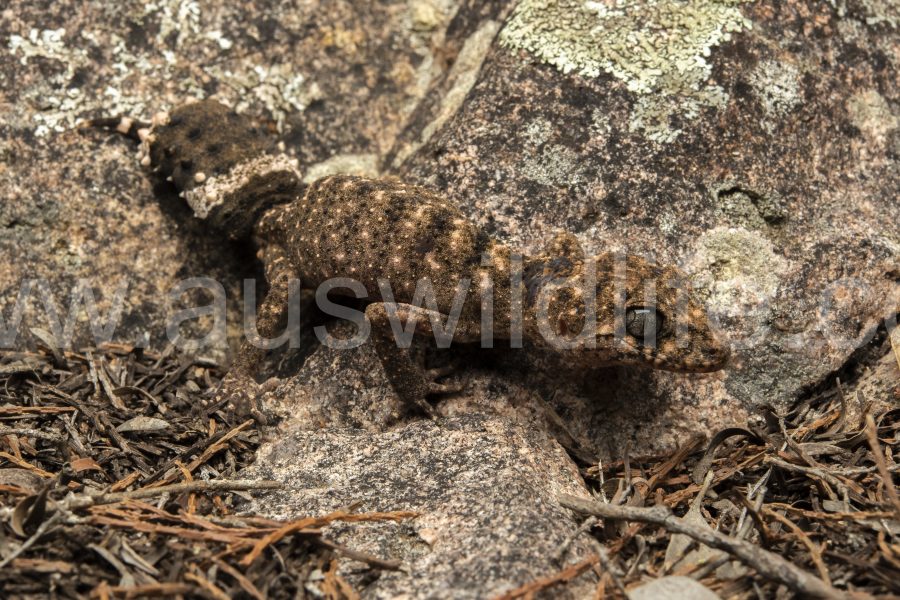 granite-belt-thick-tailed-gecko-uvidicolus-sphyrurus