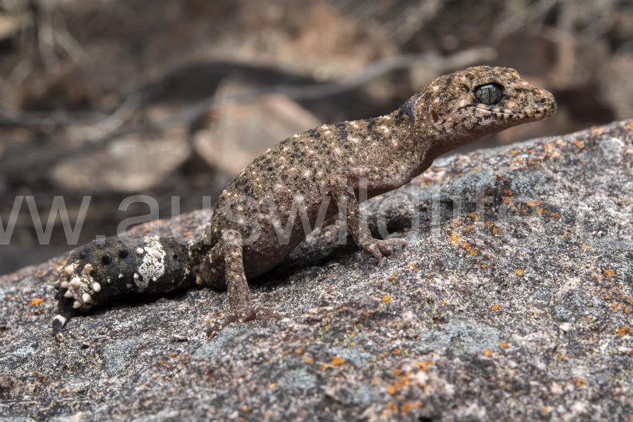 granite-belt-thick-tailed-gecko-uvidicolus-sphyrurus-2