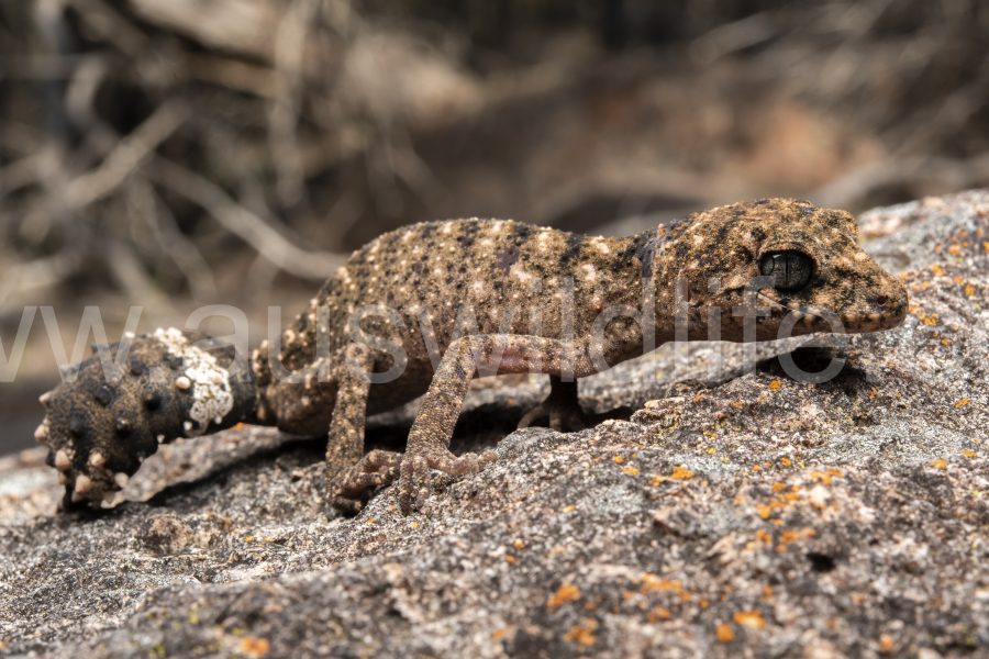 granite-belt-thick-tailed-gecko-uvidicolus-sphyrurus-3