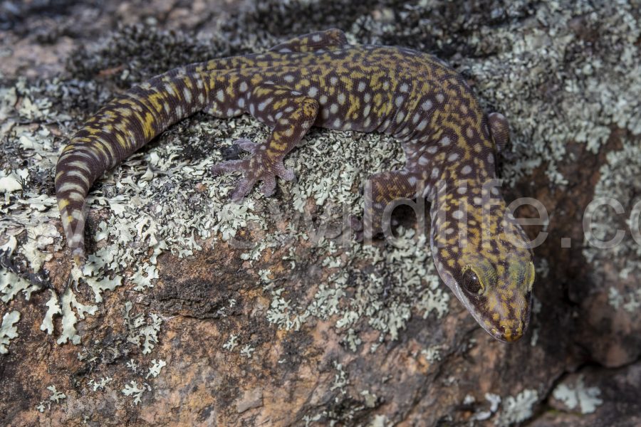 southern-spotted-velvet-gecko-oedura-tryoni