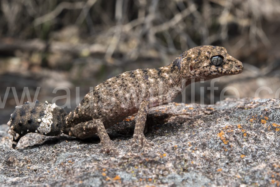 granite-belt-thick-tailed-gecko-uvidicolus-sphyrurus-4