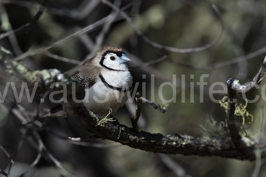double-barred-finch-taeniopygia-bichenovii-7