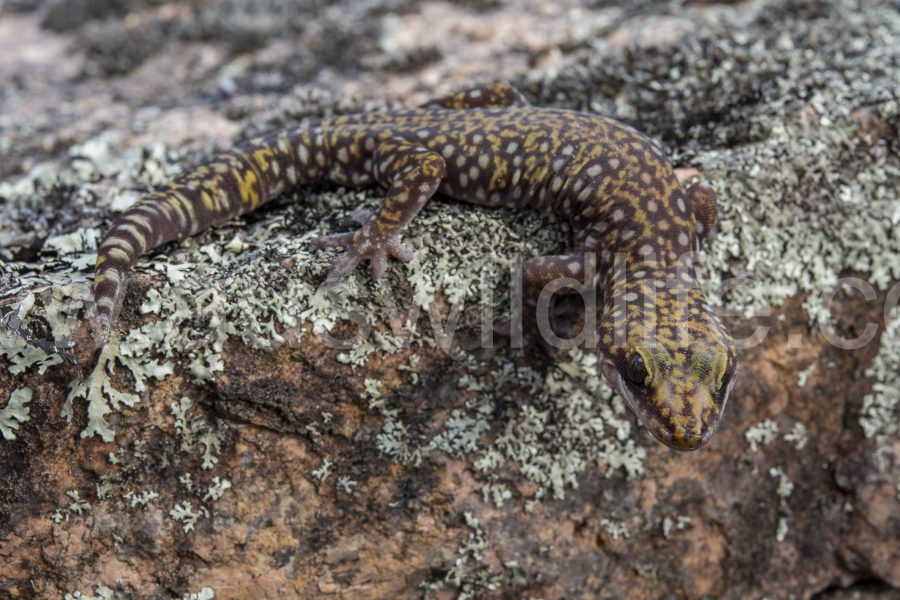 southern-spotted-velvet-gecko-oedura-tryoni-2