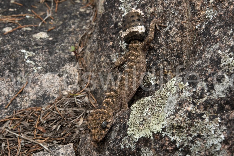 granite-belt-thick-tailed-gecko-uvidicolus-sphyrurus-5