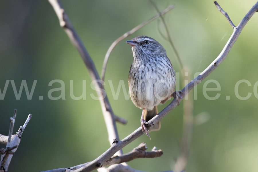 chestnut-rumped-heathwren-hylacola-pyrrhopygia