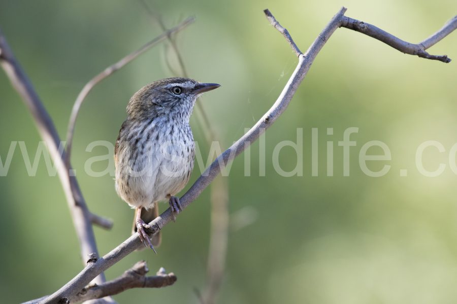 chestnut-rumped-heathwren-hylacola-pyrrhopygia-2