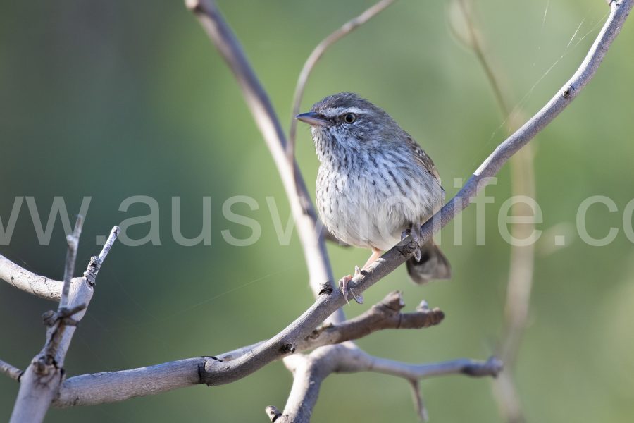 chestnut-rumped-heathwren-hylacola-pyrrhopygia-3
