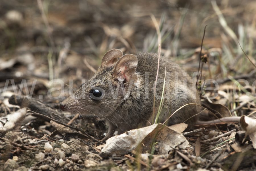 common-dunnart-sminthopsis-murina