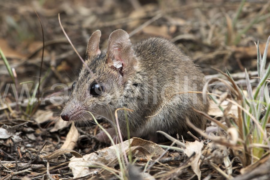 common-dunnart-sminthopsis-murina-2