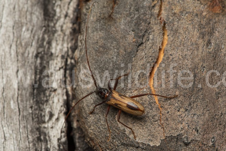 longicorn-beetle-longhorned-beetle-cerambycidae