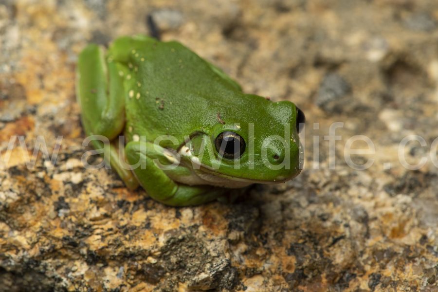 green-tree-frog-litoria-caerulea-3