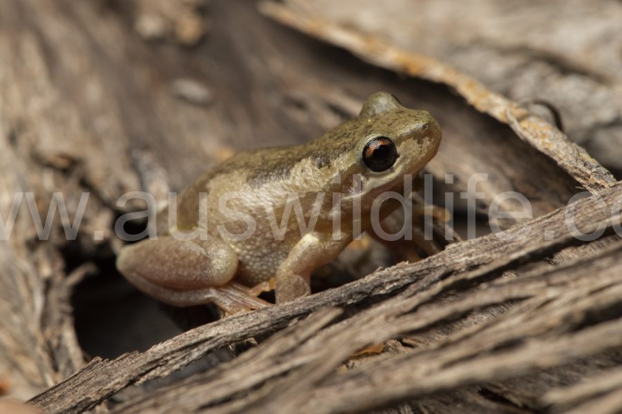 bleating-tree-frog-litoria-dentata