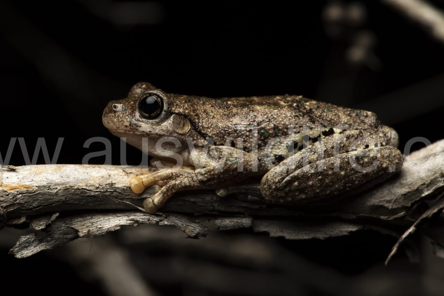perons-tree-frog-litoria-peroni-2