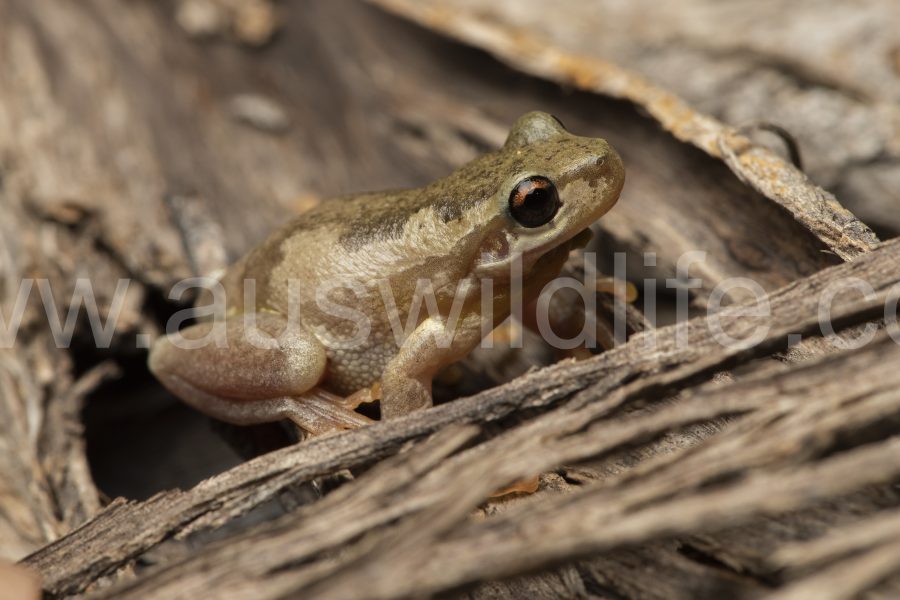 bleating-tree-frog-litoria-dentata-2