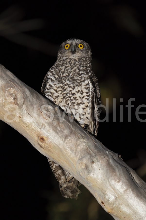 powerful-owl-nnox-strenua