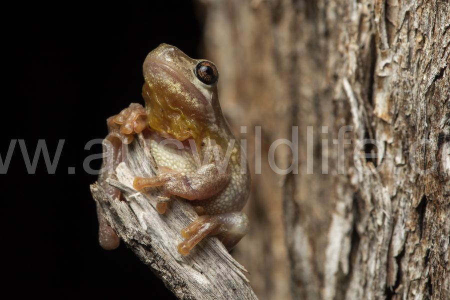 bleating-tree-frog-litoria-dentata-3