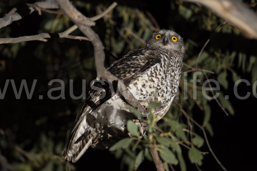 powerful-owl-nnox-strenua-2