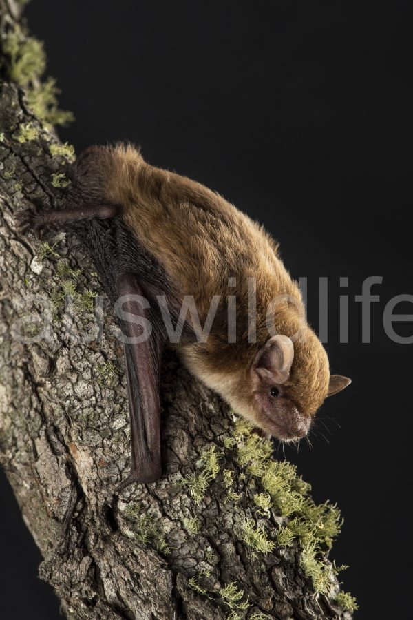 broad-nosed-bat-scotorepens-sp-parnaby-6