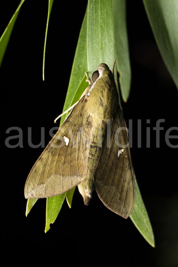 hawk-moth-nephele-subvaria