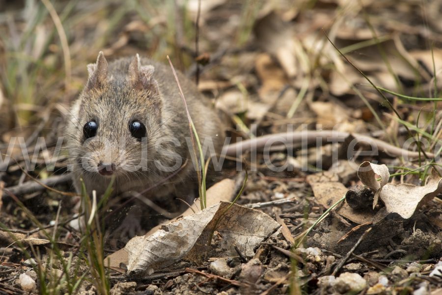 common-dunnart-sminthopsis-murina-8