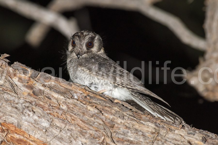 owlet-nightjar-aegotheles-cristatus