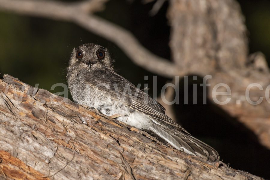owlet-nightjar-aegotheles-cristatus-2