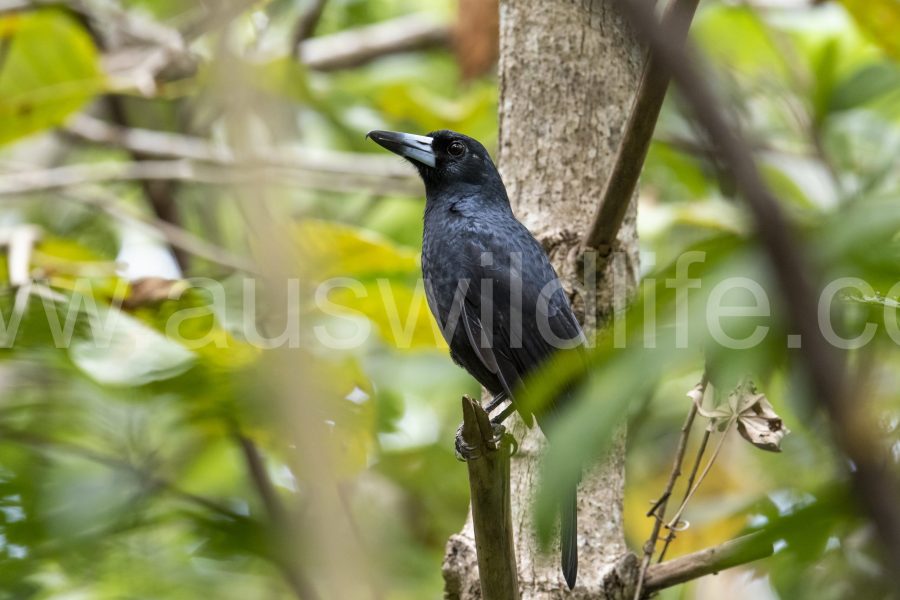 atherton-tablelenad-wet-tropics-world-heritage-area-queensland-australia