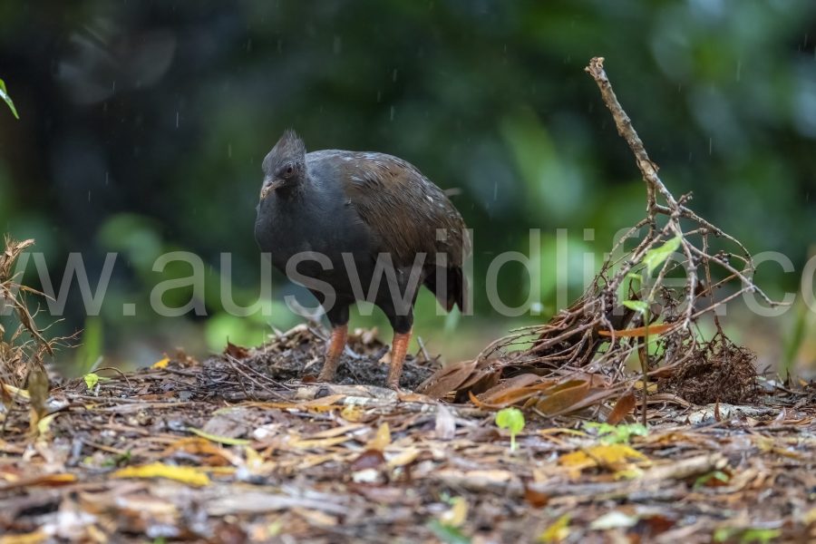 atherton-tablelenad-wet-tropics-world-heritage-area-queensland-australia-2