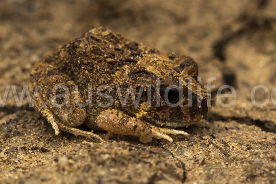 ornate-burrowing-frog-6