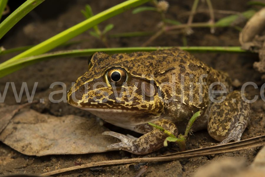 eastern-snapping-frog