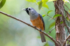 Black-faced Monarch, Monarcha melanopsis