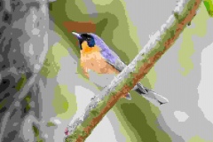 Spectacled Monarch, Symposiarchus trivirgatus