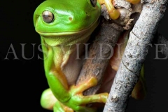 Green Tree Frog, Litoria caerulea
