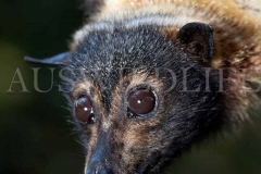 Spectacled Flying Fox