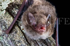 Little Forest Bat (Vespadelus vulturnus)