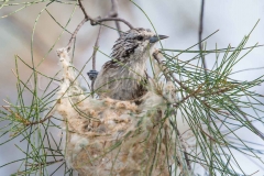 Striped Honeyeater, Plectorhyncha lanceolata