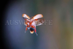Christmas Beetle (Cashew Beetle) (Anoplognathus pallidicollis)