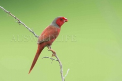 Crimson Finch, Neochima phaeton