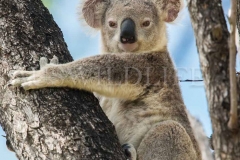 Koala, Phascolarctos cinereus