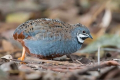 King Quail, Excalfactoria chinensis