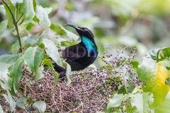 Paradise Riflebird, Ptiloris paradiseus