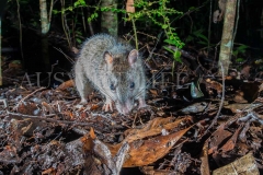 White-tailed Rat, Uromys caudimaculatus
