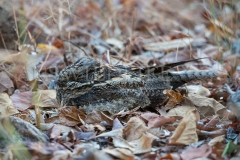 Spotted Nightjar, Eurostopodus argus
