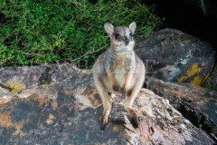 Godman's Rock Wallaby, Petrogale godmani