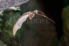 Ghost Bat, Macroderma gigas