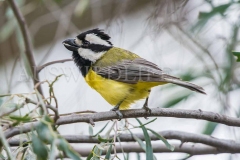 Crested Shrike-tit, Falcunculus frontalis