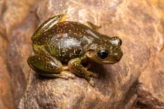 Central Australian Green Tree Frog (Litoria gilleni)