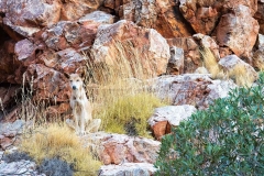Dingo (Canis dingo)