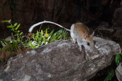 Golden-backed Tree Rat (Mesembriomys macrurus)