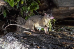 Scaly-tailed Possum or Wyulda (Wyulda squamicaudata)